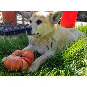 Tomato 'Pink Jazz'