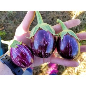 Eggplant ‘Mumbai’