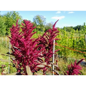 Amaranth 'Red Garnet' Seeds (Certified Organic)