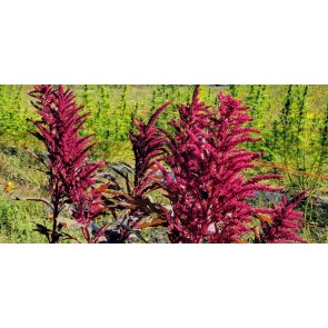 Amaranth 'Red Garnet' Seeds (Certified Organic)