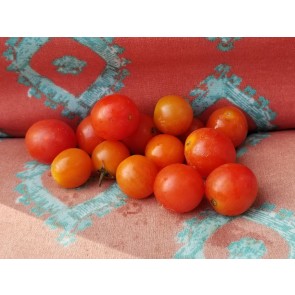 Tomato 'Flavor Bomb' Seeds