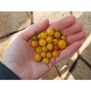 Tomato 'Gold Rush Currant'