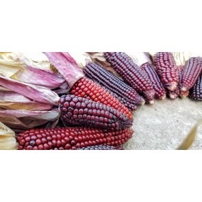 Flint Corn 'Japonica Striped' Seeds (Certified Organic)