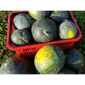 Watermelon 'Blacktail Mountain' Seeds (Certified Organic)