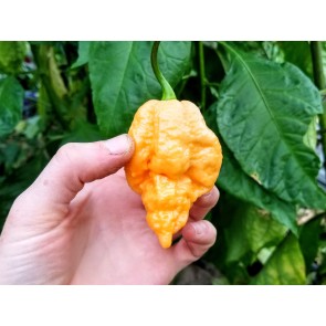 Hot Pepper 'Jay's Peach Ghost Scorpion' Seeds (Certified Organic)