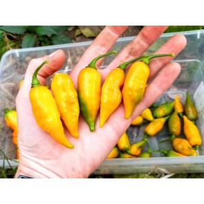 Hot Pepper ‘Chupetinho JXL Yellow' Seeds (Certified Organic)