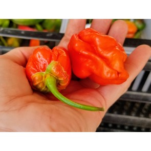 Hot Pepper 'Tiger Teeth x 7 Pot Bubblegum (BBG7)' Seeds (Certified Organic)