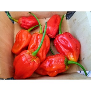 Hot Pepper 'Tiger Teeth x 7 Pot Bubblegum (BBG7)' Seeds (Certified Organic)