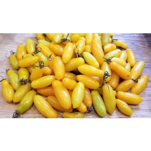 Tomato 'Starlight' Plant (4