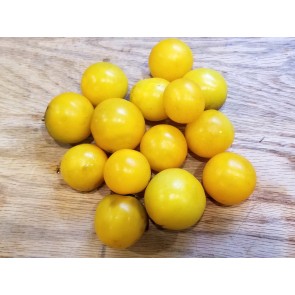 Tomato 'Large Yellow Cherry' Seeds (Certified Organic)