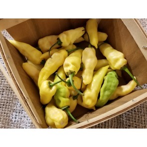 Hot Pepper ‘White Devil's Tongue’ Seeds (Certified Organic)