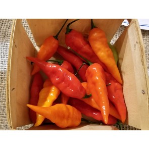 Hot Pepper ‘Carolina Reaper x Bhut Jolokia (Ghost)' Seeds (Certified Organic)