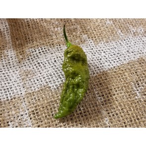 Hot Pepper ‘Bhut Jolokia (Ghost) Solid Gold' Seeds (Certified Organic)