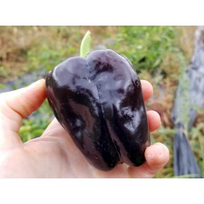 Sweet Pepper ‘Zulu' Seeds (Certified Organic)