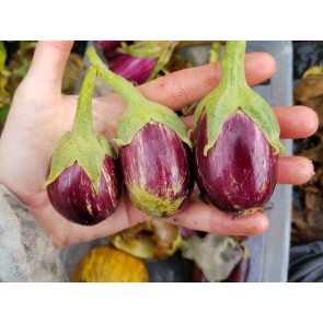 Eggplant ‘Mumbai’ Seeds (Certified Organic)
