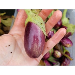 Eggplant ‘Mumbai Solid Purple’ Seeds (Certified Organic)