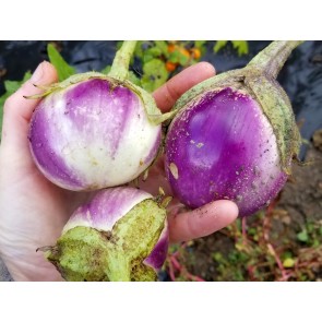 Eggplant ‘Rosa Bianca’ Seeds (Certified Organic)