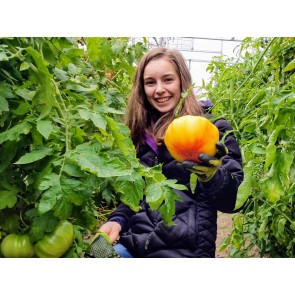 Tomato 'Pineapple'