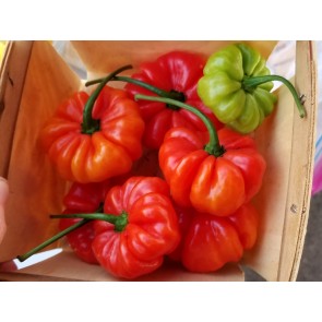 Hot Pepper ‘Aji Cachucha' Seeds (Certified Organic)