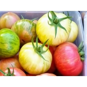 Tomato 'White Dragon's Eye' Seeds (Certified Organic)