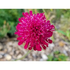 Cherry Red Scabiosa Seeds (Certified Organic) Knautia macedonica 