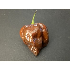 Hot Pepper ‘Trinidad Chocolate Scorpion Cappuccino’ Seeds (Certified Organic)