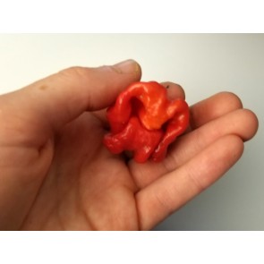 Hot Pepper 'Jigsaw Cross' Seeds (Certified Organic)