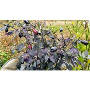 Hot Pepper 'Scarlett's Chili Variegated' Seeds (Certified Organic)