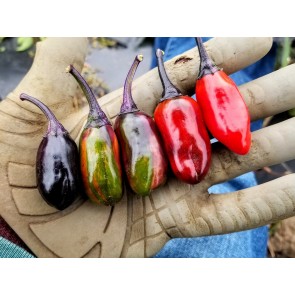 Hot Pepper 'Scarlett's Chili Variegated' Seeds (Certified Organic)