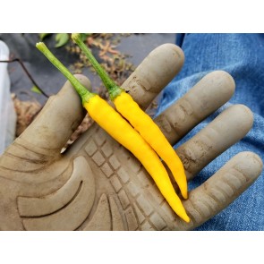 Hot Pepper ‘Cedrino' Seeds (Certified Organic)