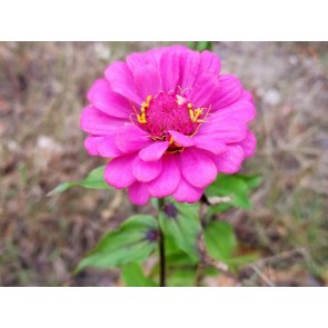 Dwarf Zinnia 'Magenta Sprite' Seeds (Certified Organic)