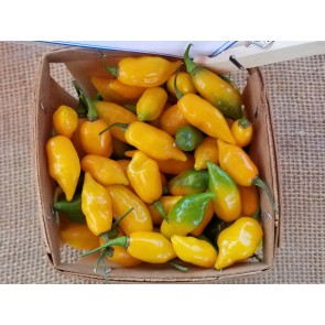 Hot Pepper ‘Chupetinho JXL Yellow' Seeds (Certified Organic)