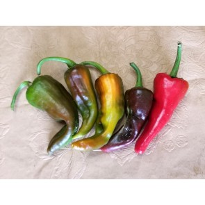 Hot Pepper ‘Cochiti Pueblo' Seeds (Certified Organic)