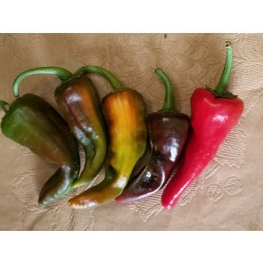 Hot Pepper ‘Cochiti Pueblo' Seeds (Certified Organic)