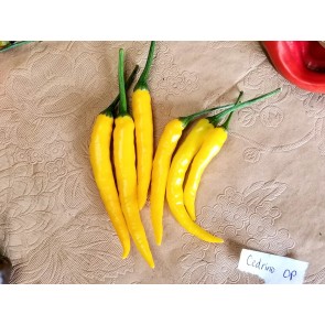 Hot Pepper ‘Cedrino' Seeds (Certified Organic)