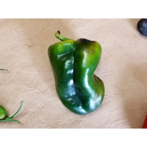Hot Pepper 'Ancho San Luis Poblano' Seeds (Certified Organic)