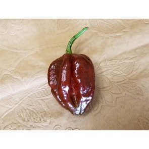 Hot Pepper ‘Trinidad Chocolate Scorpion Cappuccino’ Seeds (Certified Organic)