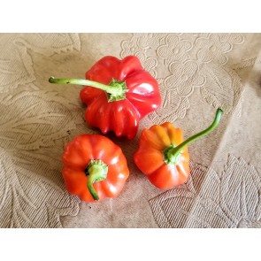 Hot Pepper ‘Brazilian Starfish' Seeds (Certified Organic)