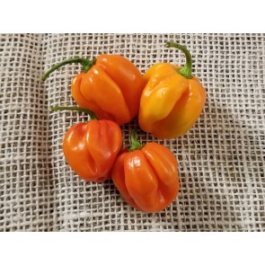 Hot Pepper ‘Trinidad Red Congo Habanero’ Seeds (Certified Organic)