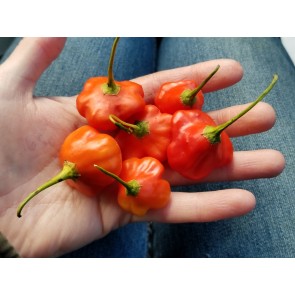 Hot Pepper ‘Balloon’ AKA ‘Bishop’s Crown’