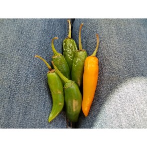 Hot Pepper ‘Orange Thai’ Seeds (Certified Organic)