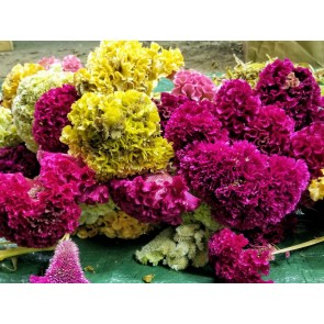 Cockscomb, Pink and White Mix Seeds (Certified Organic)