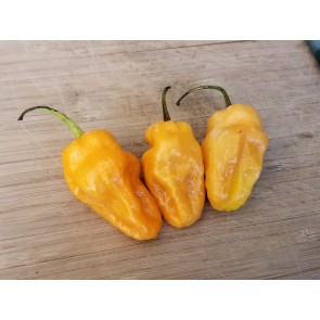 Hot Pepper ‘Lemon Reaper Cross’ (Aji Lemon x Carolina Reaper) Seeds (Certified Organic)