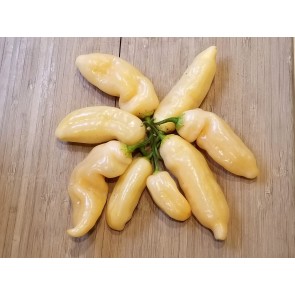 Pepper HOT 'Sugar Rush Peach' Plant (4" Pot, single)
