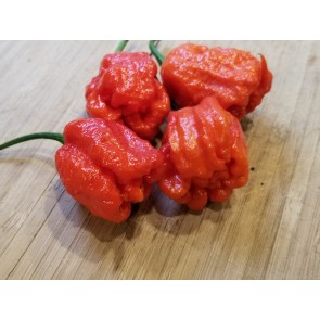 Hot Pepper ‘Dragon's Breath' Seeds (Certified Organic)
