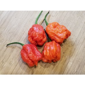 Hot Pepper ‘Dragon's Breath' Seeds (Certified Organic)