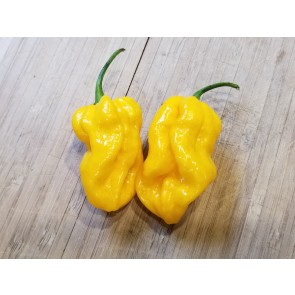 Hot Pepper ‘Bonda Mahala' Seeds (Certified Organic)