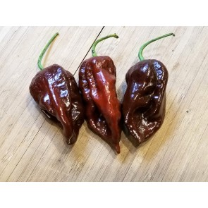 Hot Pepper ‘Chocolate Bhutlah' Seeds (Certified Organic)