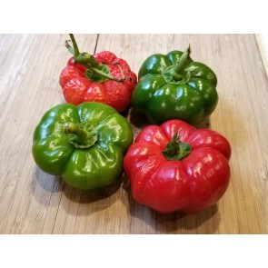 Sweet Pepper 'Liebesapfel' aka 'Love Apple' Seeds (Certified Organic)