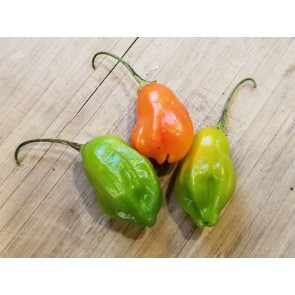 Hot Pepper ‘Aji Rainforest' Seeds (Certified Organic)